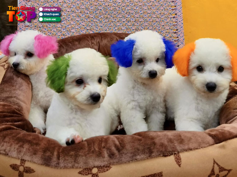 Alo-pet-tiengiangtoplist