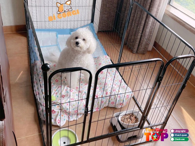 Bi-corgi-pet-shop-tiengiangtoplist