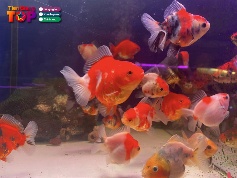 Ca-canh-song-long-tiengiangtoplist