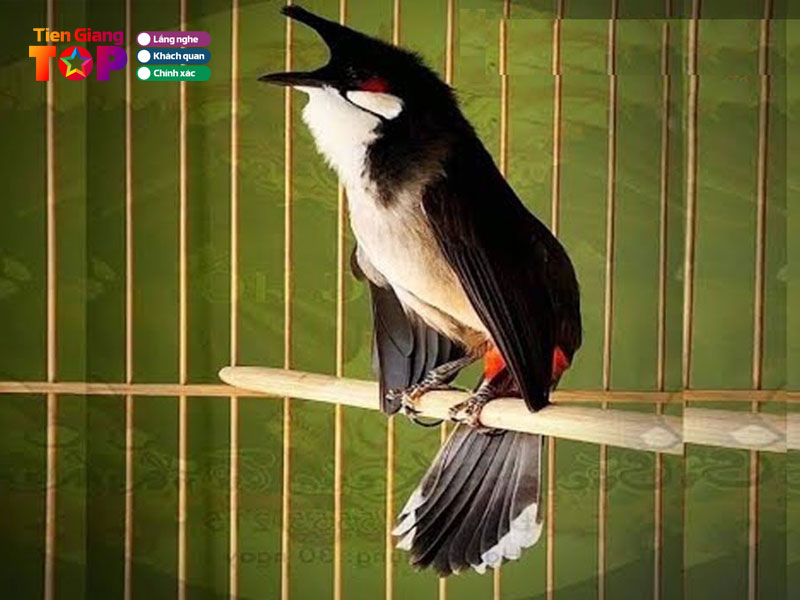 Cua-hang-chim-canh-tuan-tiengiangtoplist