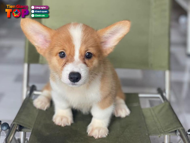 Happy-pet-shop-tiengiangtoplist