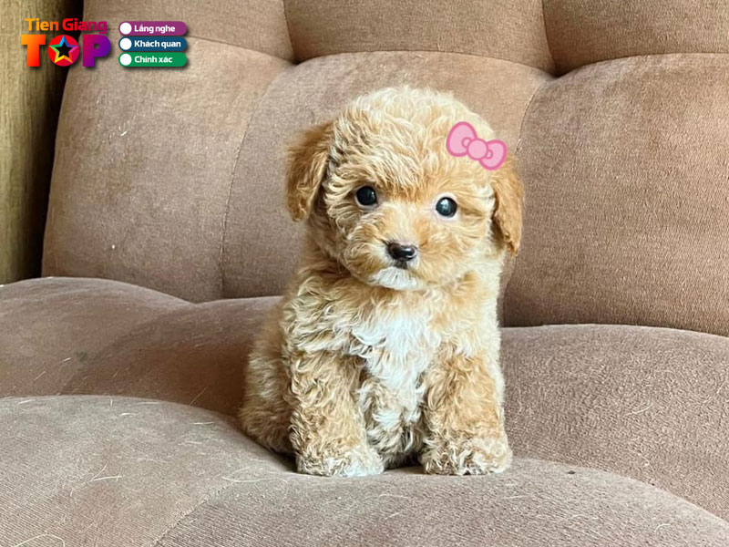 Num-pet-shop-tiengiangtoplist