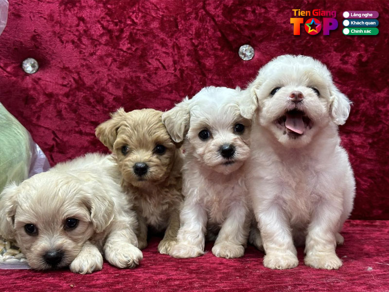 Spa-thu-cung-my-tho-tiengiangtoplist