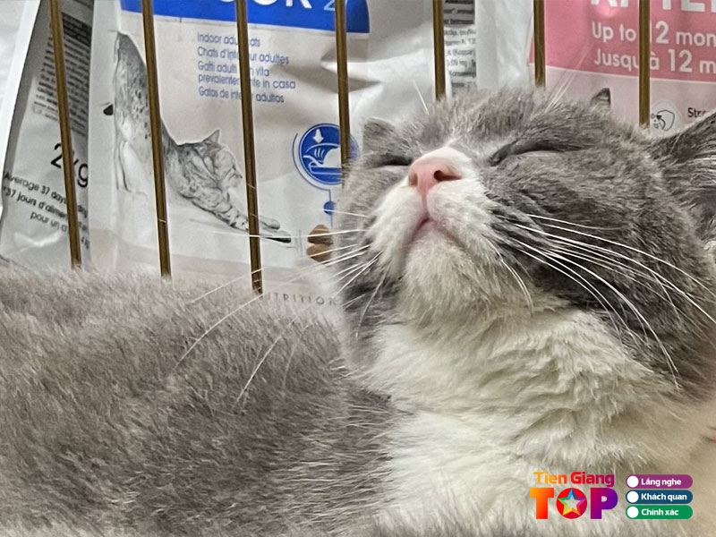 Thanh-pet-tree-tiengiangtoplist