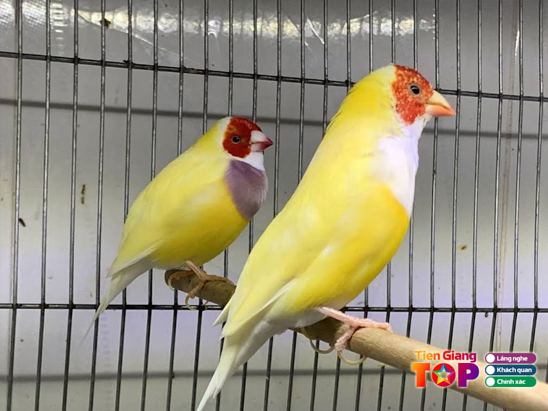 Tiem-chim-phu-chim-canh-tiengiangtoplist