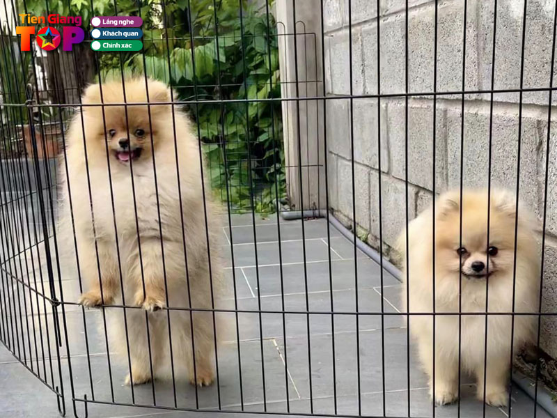 Tiin-tiin-pet-shop-my-tho-tiengiangtoplist