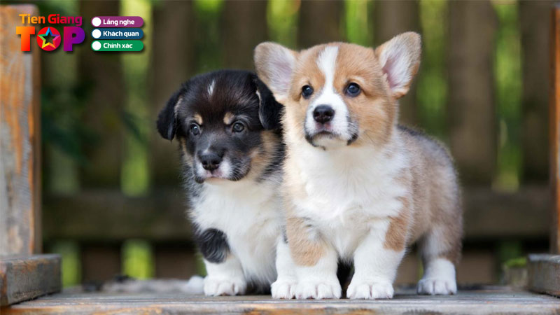 Top-5-shop-cho-canh-tien-giang-uy-tin-gia-tot-nhat-tiengiangtoplist