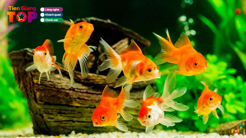 Top-5-tiem-ca-canh-o-tien-giang-uy-tin-gia-tot-duoc-ua-chuong-tiengiangtoplist