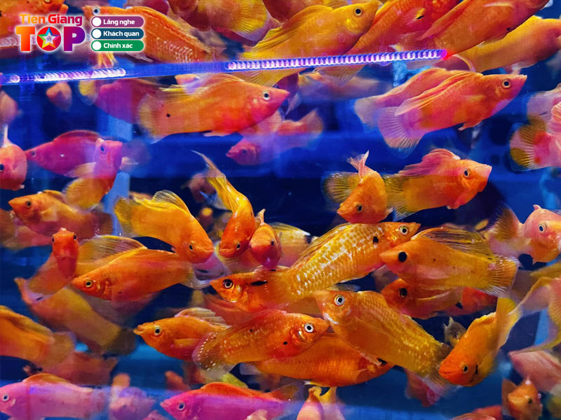 Trang-trai-ca-canh-pe-guppy-farm-tiengiangtoplist