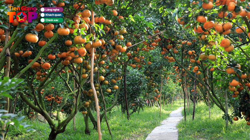 Vuon-trai-cay-vinh-kim-tien-giang-dia-den-ly-tuong-cho-mua-he-tiengiangtoplist