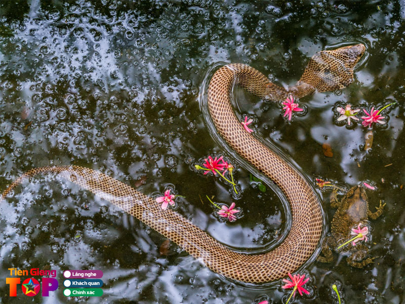 Trai-ran-dong-tam-1-tiengiangtoplist