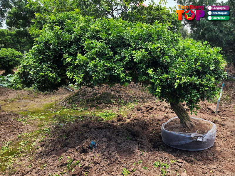 Cay-canh-chin-qui-tiengiangtoplist