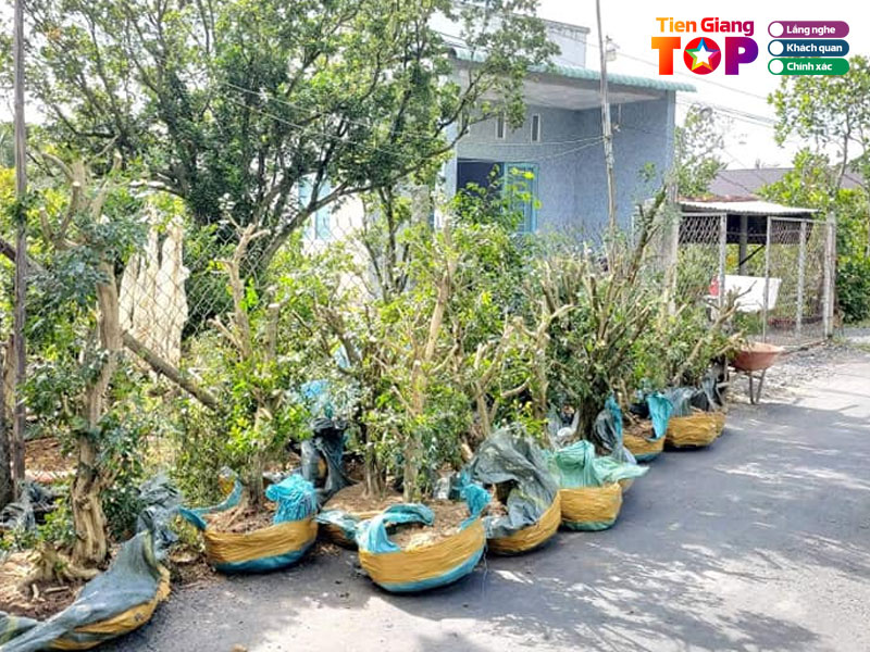 Cay-kieng-mai-hoa-vien-tiengiangtoplist