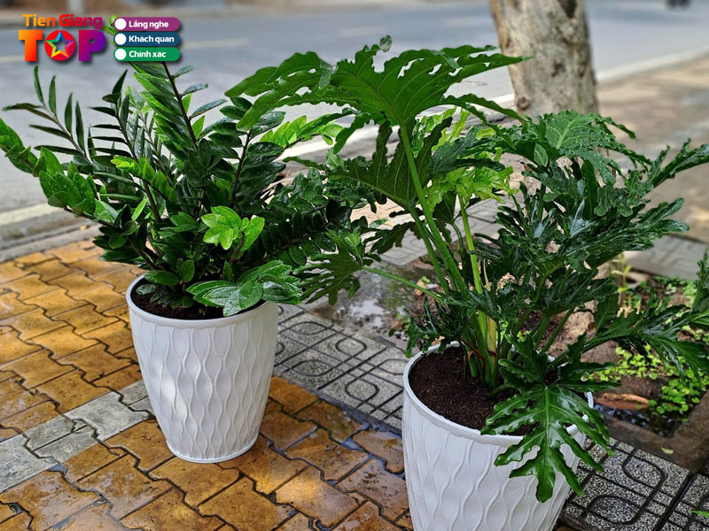 Mai-thien-ngoc-garden-tiengiangtoplist