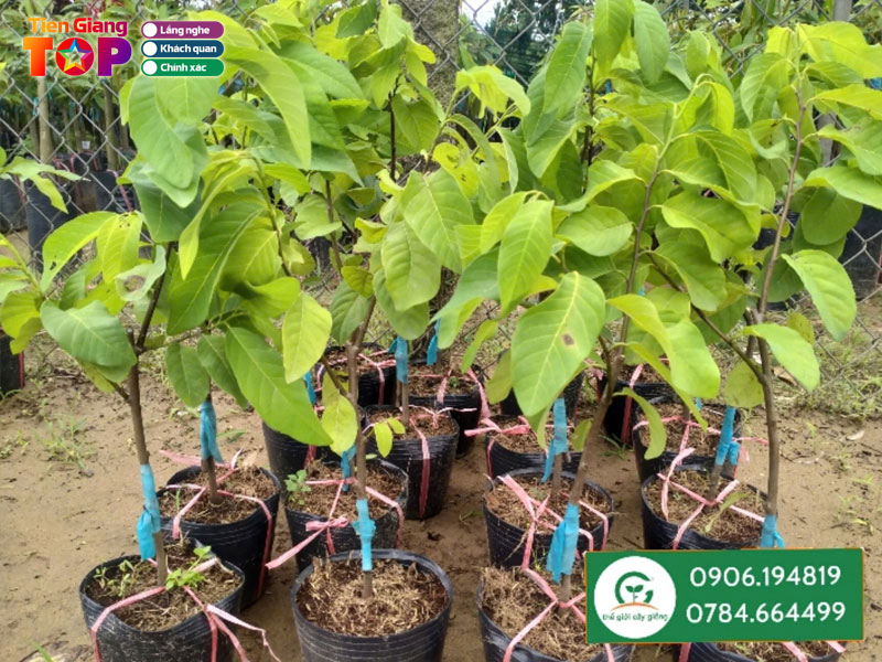 The-gioi-cay-giong-tien-giang-tiengiangtoplist