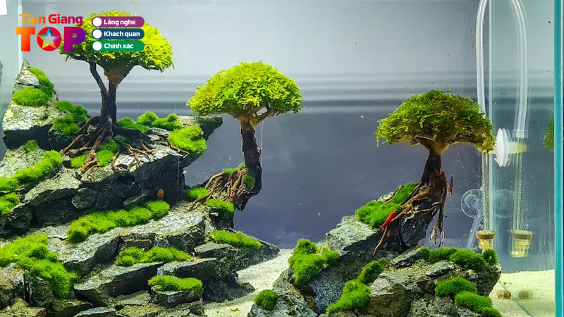 Top-6-dia-chi-ban-phu-kien-thuy-sinh-tien-giang-doc-dao-gia-re-tiengiangtoplist