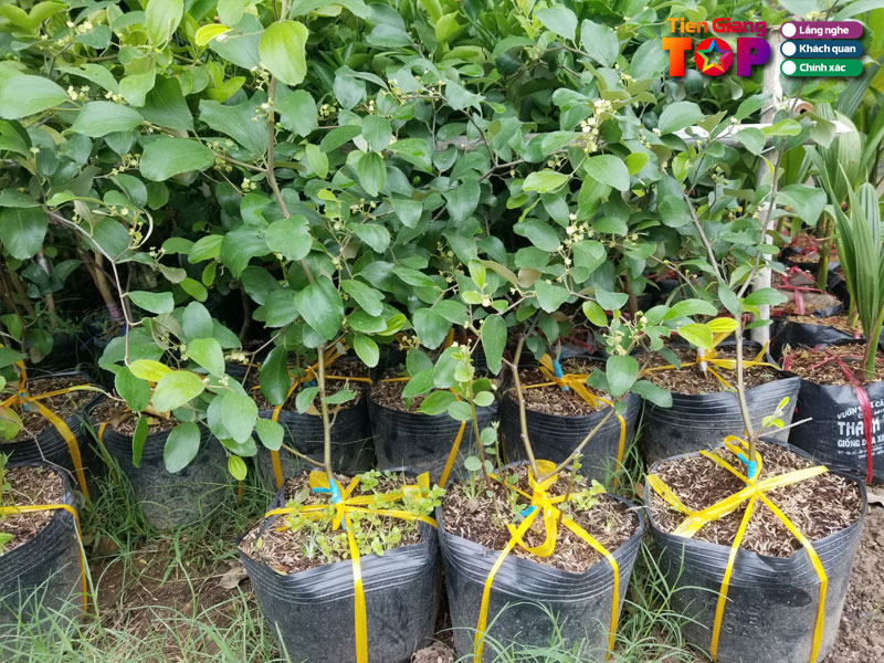 Vua-cay-kieng-cay-giong-mach-tiengiangtoplist