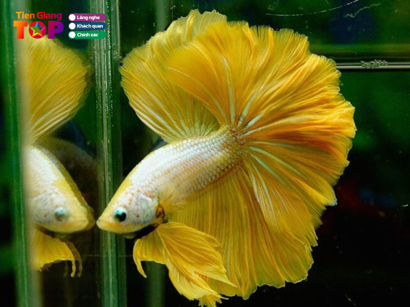 Shop-ca-betta-tiengiangtoplist