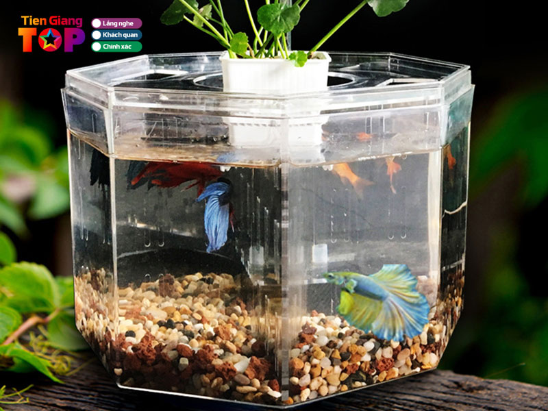 Trai-ca-betta-duy-tan-tiengiangtoplist