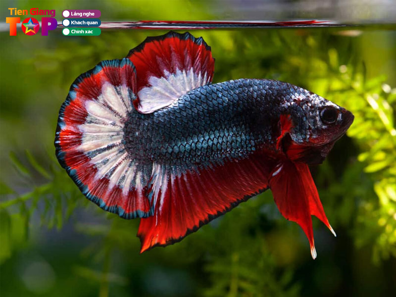 Tieu-chi-lua-chon-ca-betta-dep-khoe-manh-tiengiangtoplist