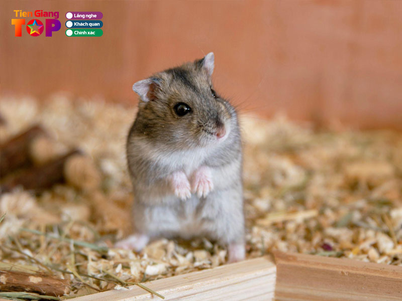 Chuot-kieng-hamster-tiengiangtoplist