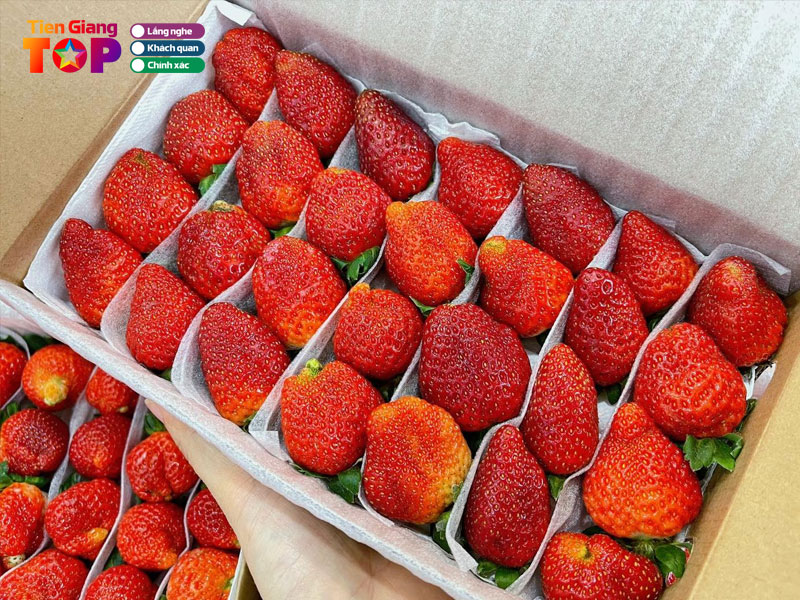 Dalatshop-my-tho-tiengiangtoplist