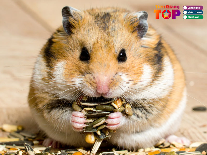 Hamster-my-tho-tien-giang-1-tiengiangtoplist