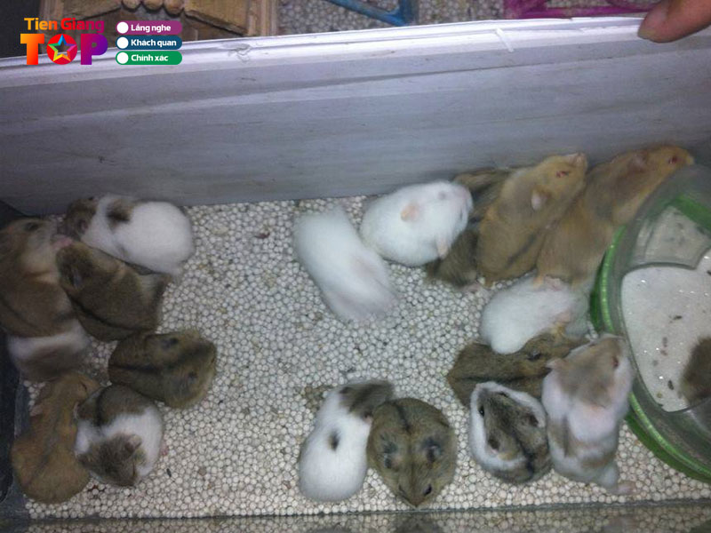 Hamster-my-tho-tien-giang-tiengiangtoplist