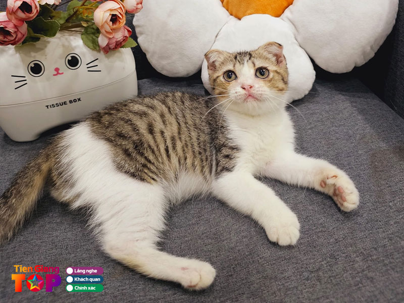 Meo-anh-my-tho-tiengiangtoplist