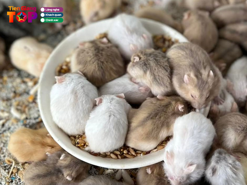 Mt-hamster-tiengiangtoplist