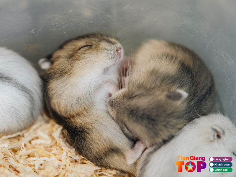 Nhung-tieu-chi-lua-chon-dia-chi-mua-hamster-1-tiengiangtoplist