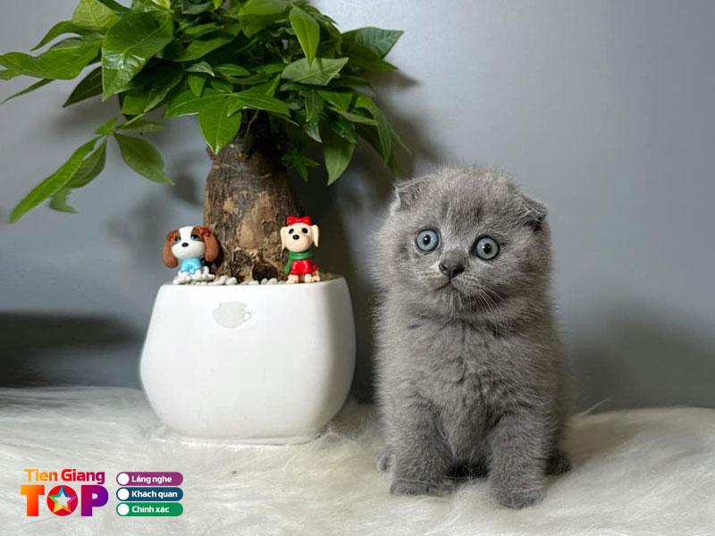 Num-pet-shop-tiengiangtoplist