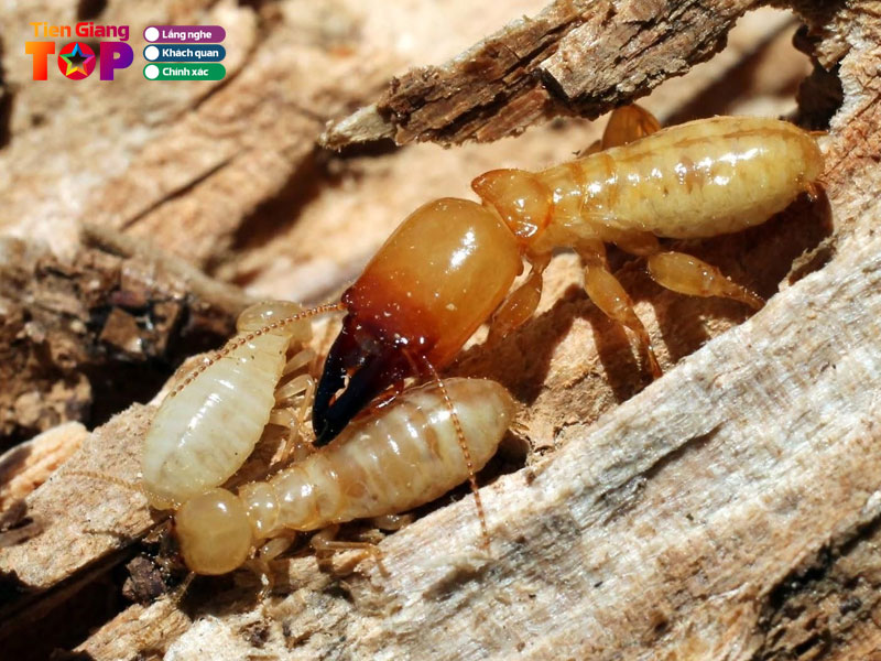 Cong-ty-diet-moi-va-con-trung-tam-phat-tiengiangtoplist