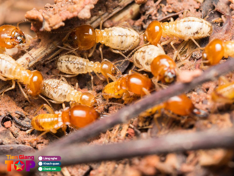 Cong-ty-thang-long-1-tiengiangtoplist