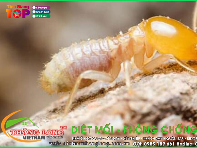 Cong-ty-thang-long-tiengiangtoplist