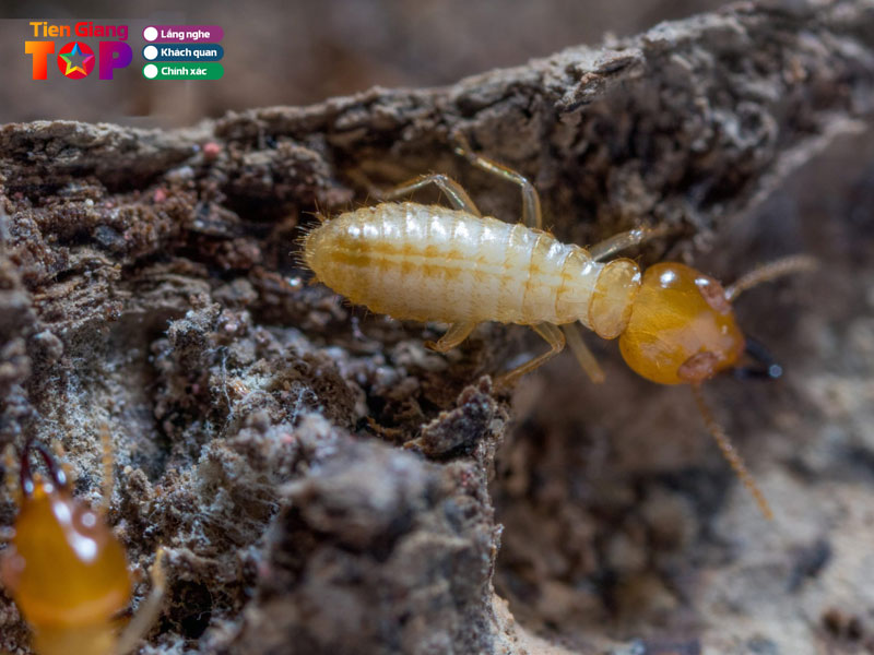 Diet-moi-tran-anh-tiengiangtoplist