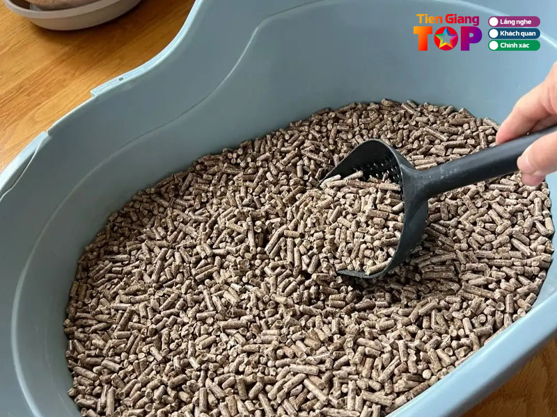 Hibi-cat-tiengiangtoplist