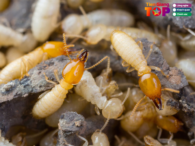 Nhung-tieu-chi-lua-chon-don-vi-diet-moi-1-tiengiangtoplist