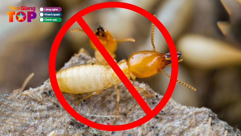 Top-5-dia-chi-diet-moi-tai-tien-giang-hieu-qua-an-toan-tiengiangtoplist