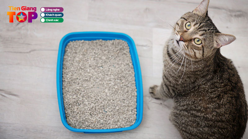 Top-5-tiem-ban-cat-meo-tien-giang-gia-re-uy-tin-chat-luong-tiengiangtoplist