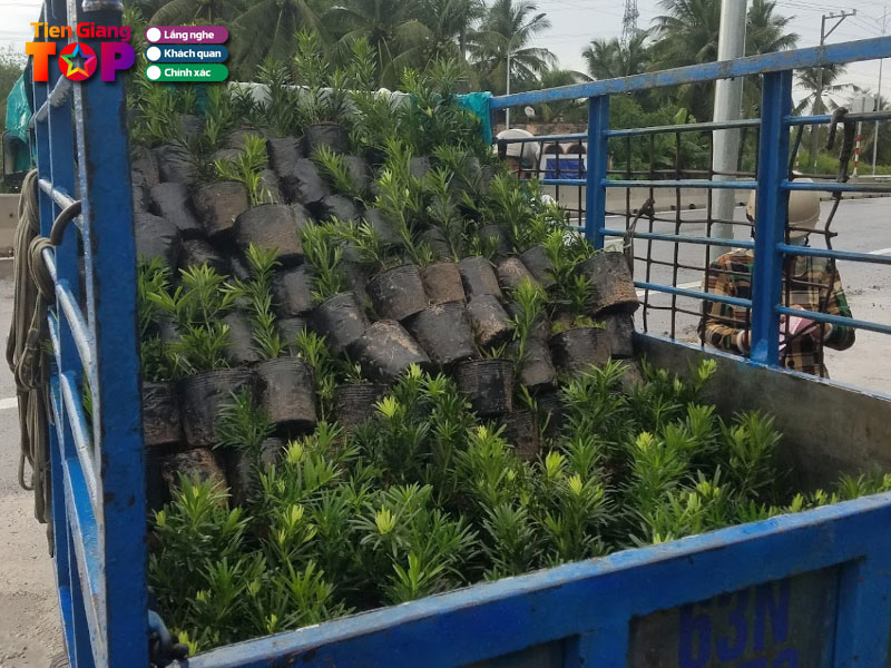 Cay-giong-the-gioi-xanh-tiengiangtoplist