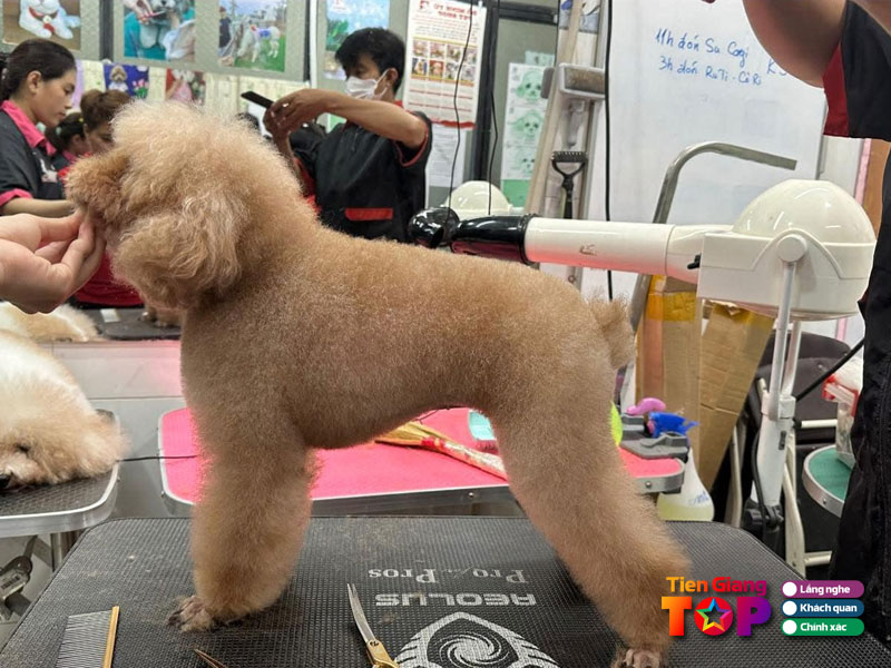 Do-minh-tu-petshop-tiengiangtoplist