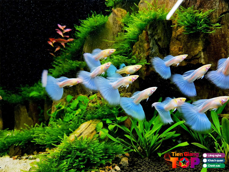 Kinh-nghiem-chon-ca-7-mau-khoe-de-nuoi-1-tiengiangtoplist