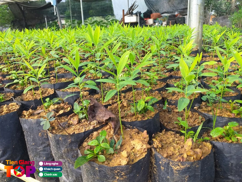 Kinh-nghiem-chon-mua-cay-giong-chat-luong-tiengiangtoplist