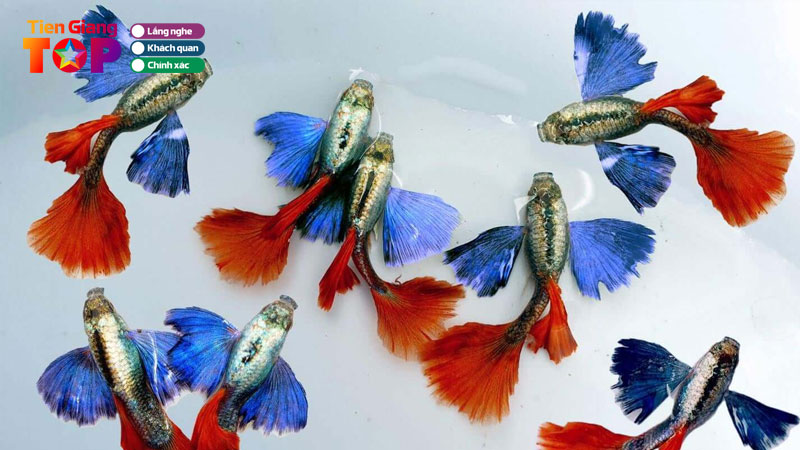 Top-5-dia-diem-ban-ca-7-mau-tien-giang-de-nuoi-gia-ca-tot-tiengiangtoplist