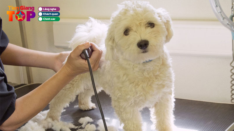 Top-6-dia-chi-cat-tia-long-cho-tien-giang-dang-tin-cay-tiengiangtoplist