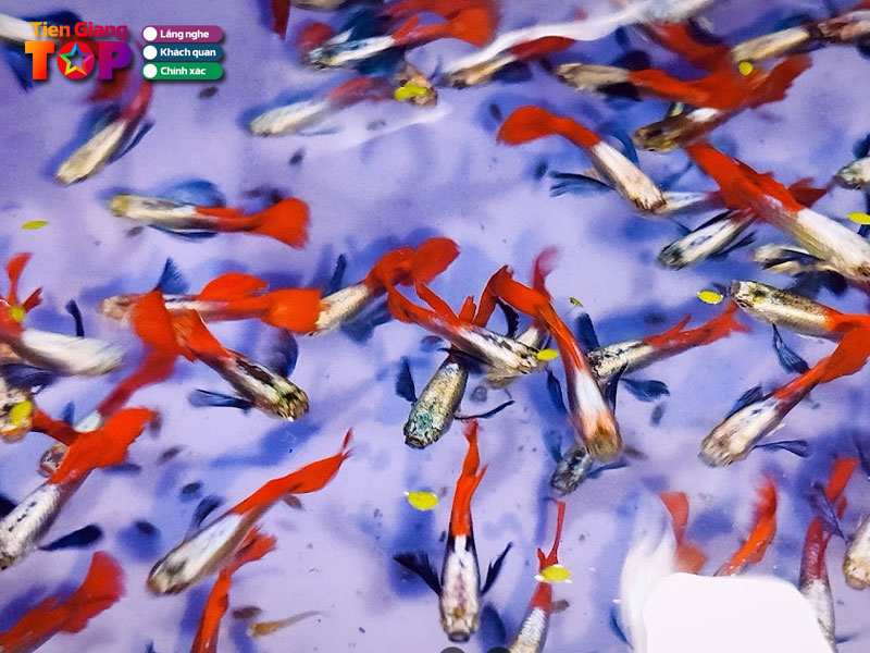 Trai-7-mau-my-tho-tiengiangtoplist