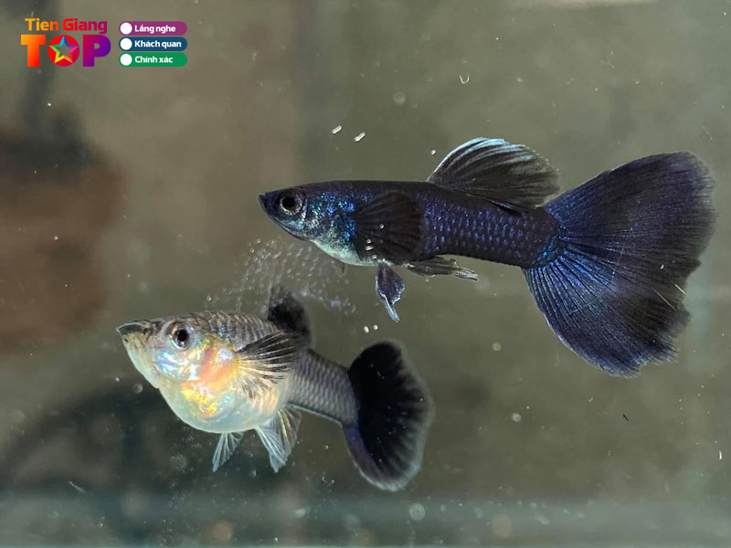 Trai-ca-bay-mau-trinh-minh-trung-tiengiangtoplist