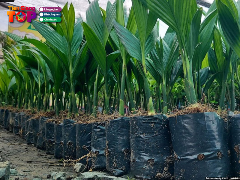 Trai-cay-giong-7-an-tiengiangtoplist