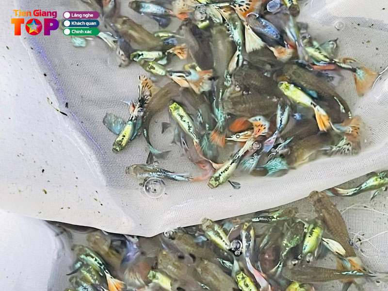 Trang-trai-ca-canh-pe-guppy-farm-tiengiangtoplist